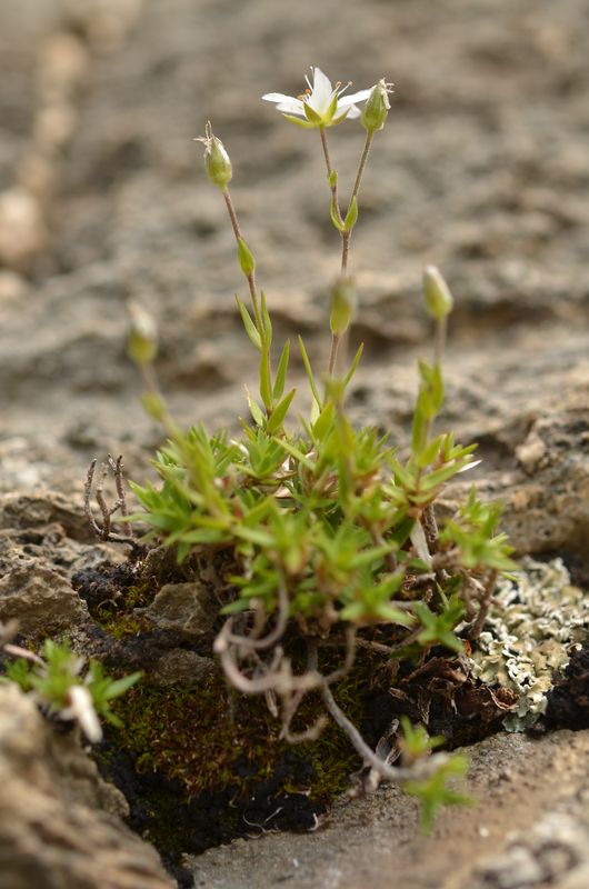 Minuartia rupestris clementei 3.JPG