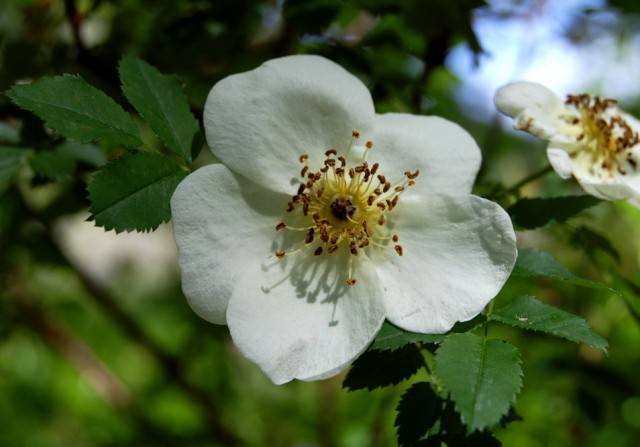 Rosa arvensis [640x480].jpg