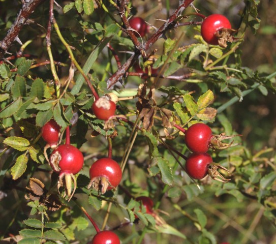 Rosa canina 2 [640x480].jpg