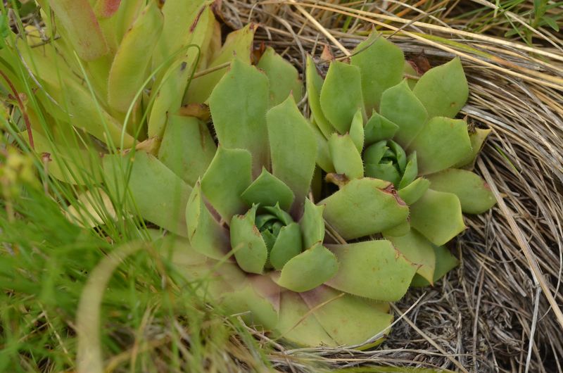 Sempervivum wulfenii (7).JPG