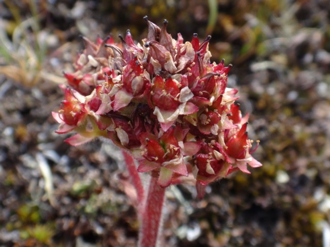 101b-Saxifraga nivalis.jpg