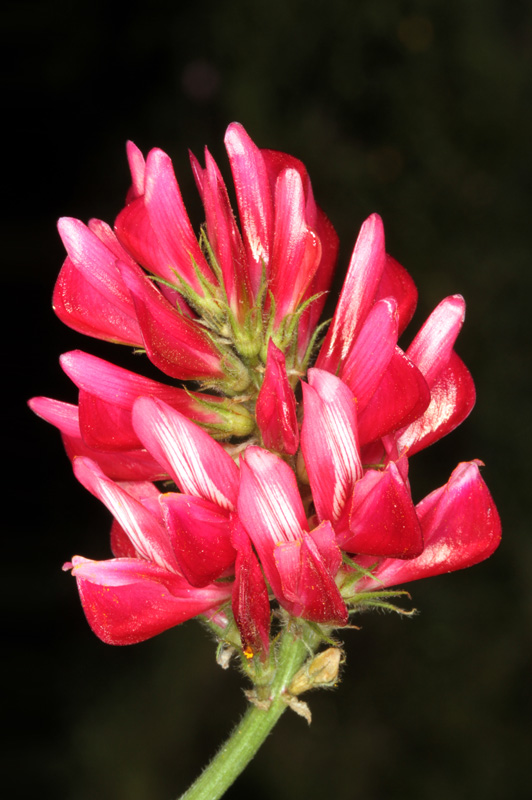 Fabacées - Hedysarum coronarium (Sainfoin d'Espagne) - red.jpg