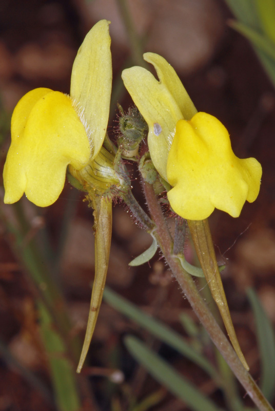 Plantaginacées - Linaria bipunctata ssp bipunctata - red.jpg