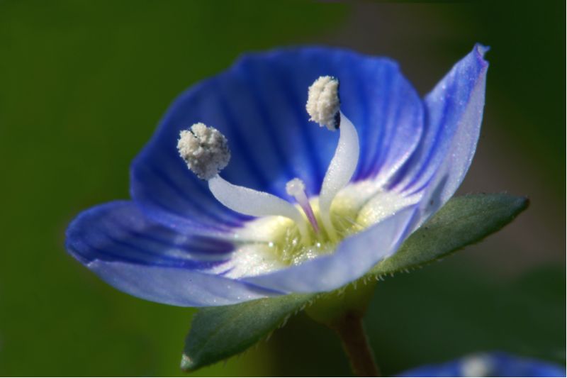 veronica persica (10)bis [800x600].jpg