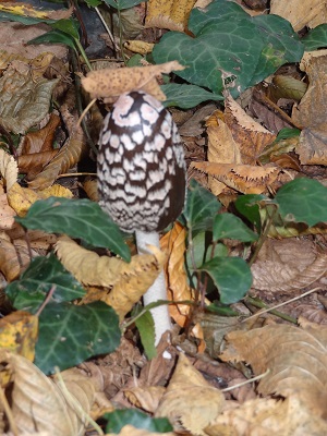 Champignon Lagodekhi.jpg