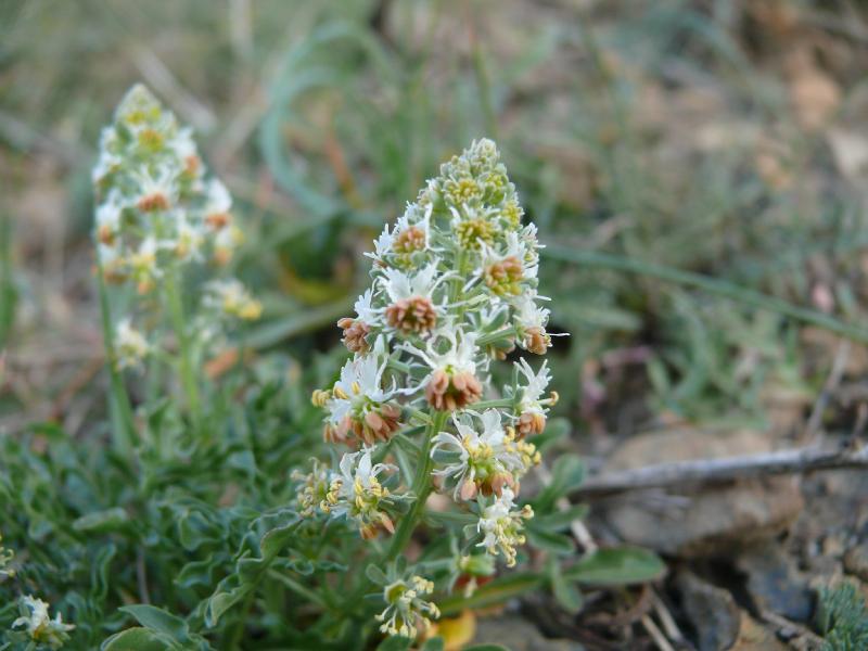 reseda jacquini.jpg