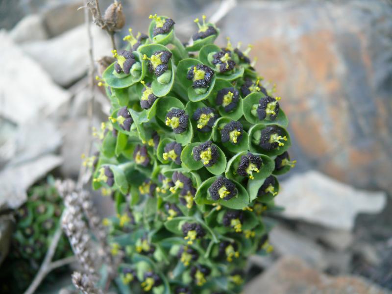 euphorbia characias.jpg