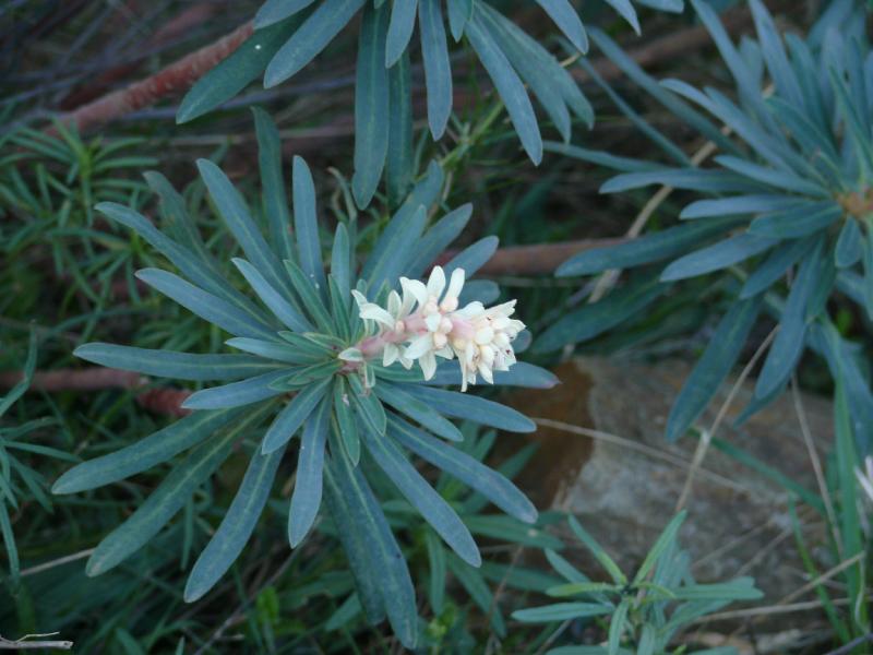 euphorbia characias2.jpg