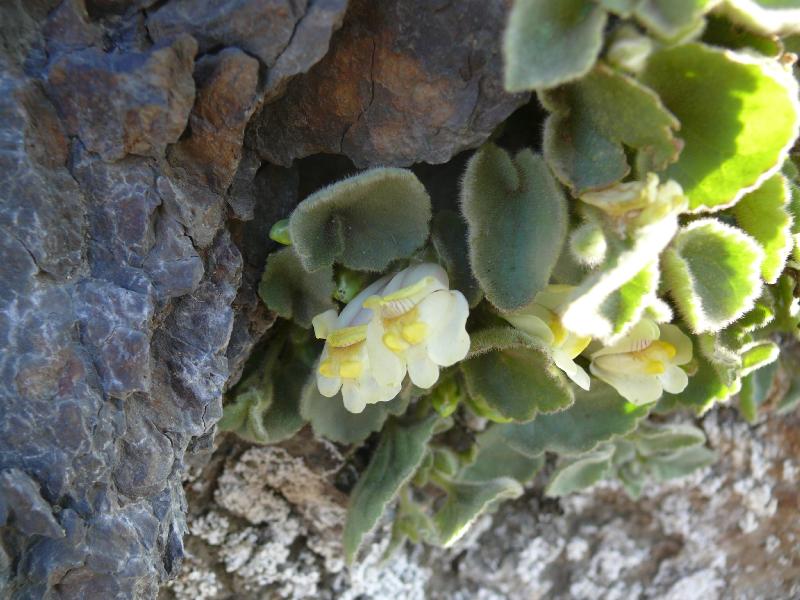 asarina procumbens.jpg
