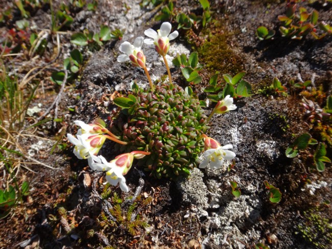 64b-Diapensia lapponica.jpg