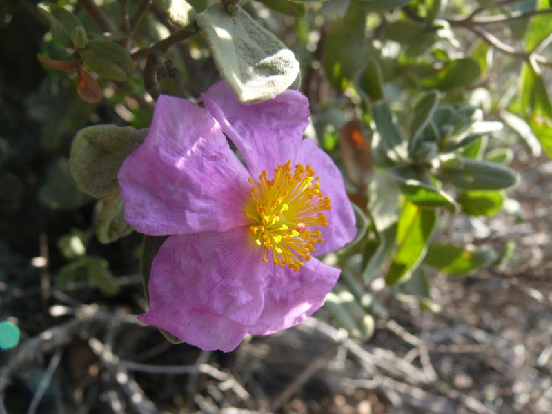 cistus crispus.jpg