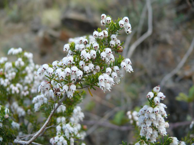 erica arborea.jpg