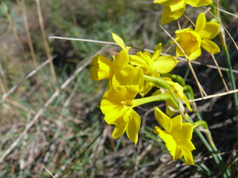 narcissus assoanus.jpg