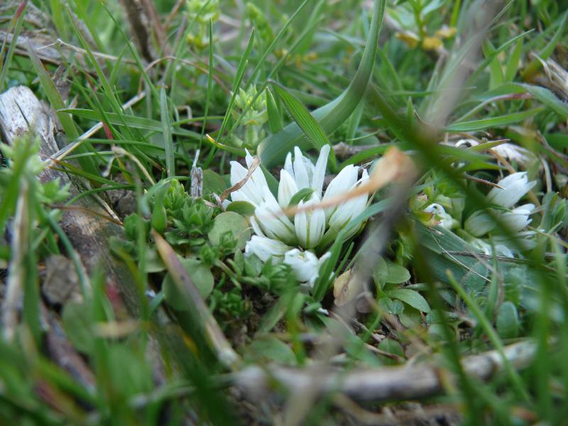 allium chamaemolly.jpg
