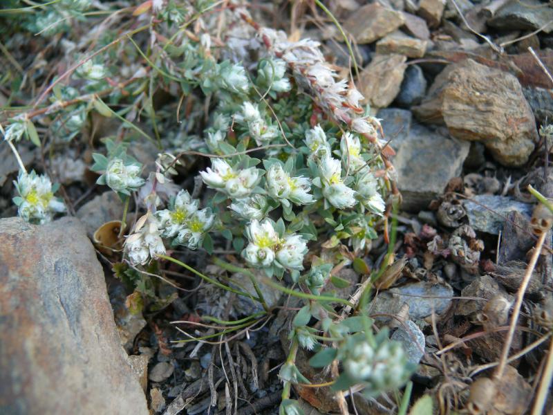 paronychia polygonifolia.jpg