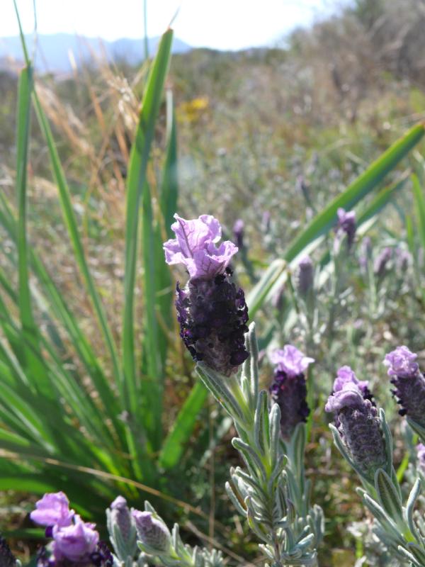 lavandula stoechas.jpg