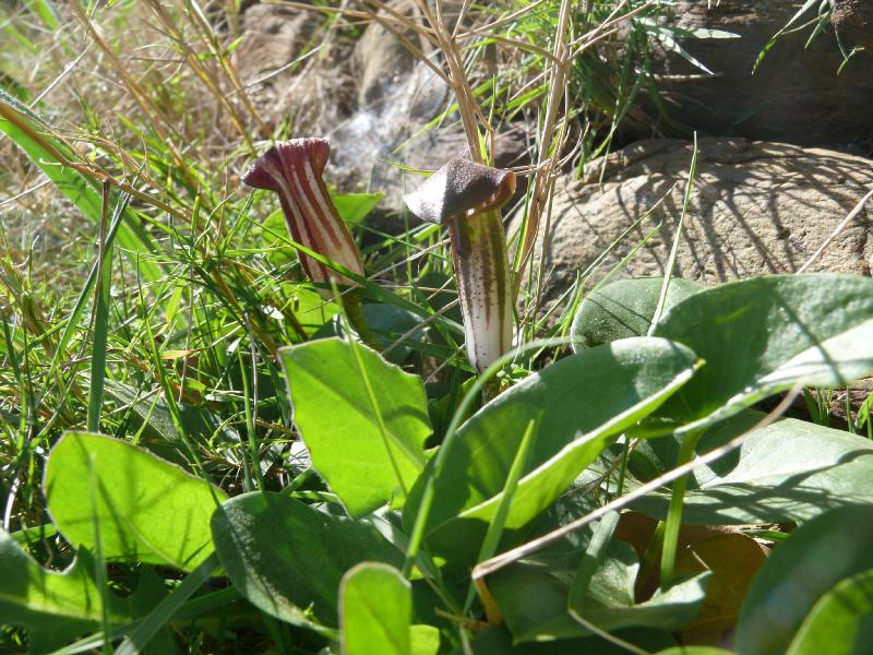 aristolochia paucivernis.jpg