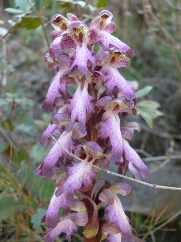 himantoglossum robertianum.jpg
