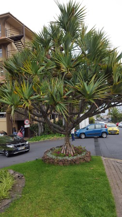 Arbre à l'hôtel 2.jpg