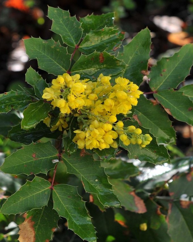 Mahonia à feuilles de houx-21 (Mahonia aquifolium).JPG