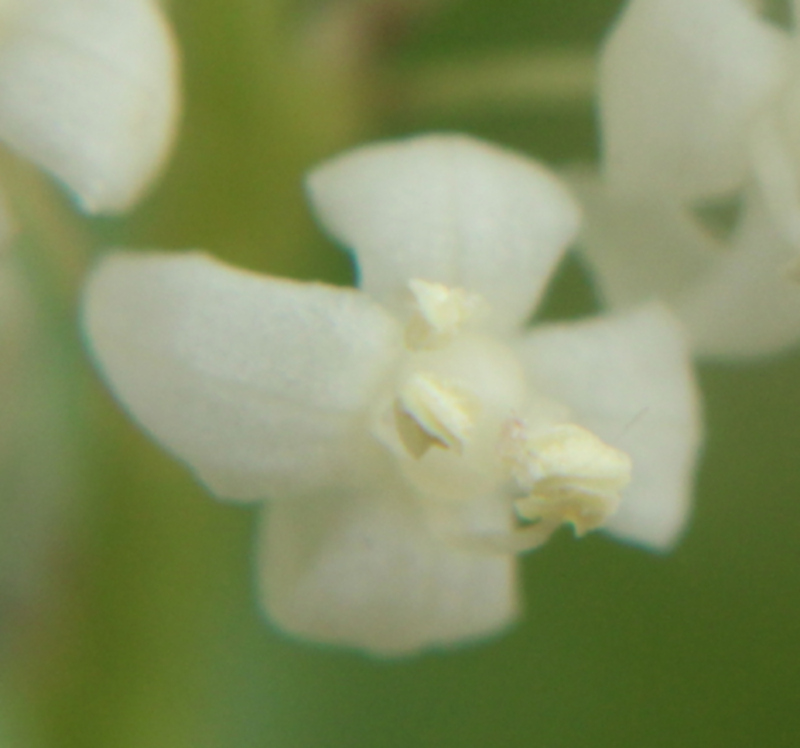 Maianthemum bifolium zoom 02.jpg