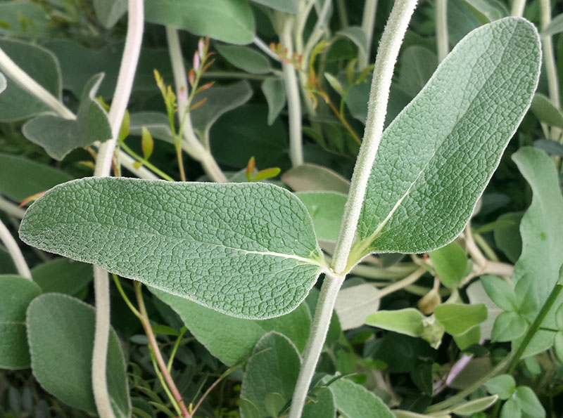 Phlomis fruticosa-2a-MontpellelierChauliac-30 04 2018-LG.jpg