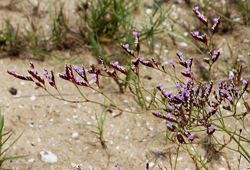 Limonium sp-3a-Leucate-10 06 2018-LG.jpg