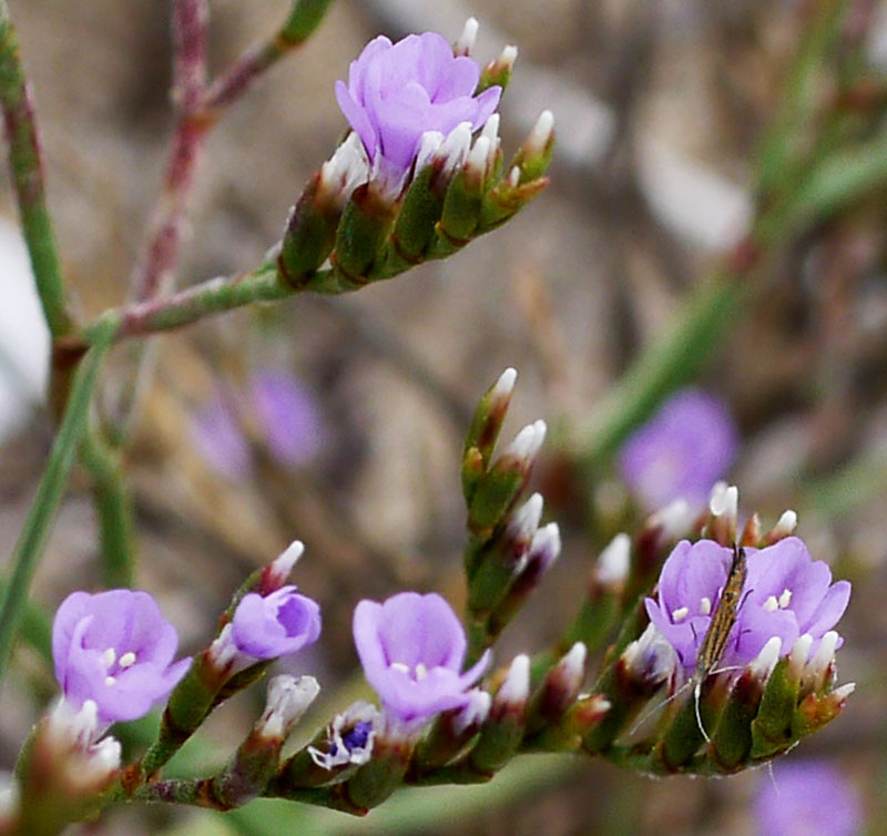 Limonium sp-3b-Leucate-10 06 2018-LG.jpg