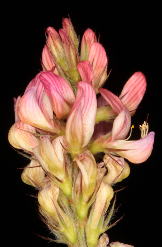 Fabacées - Onobrychis sp (Sainfoin) - red 1.jpg