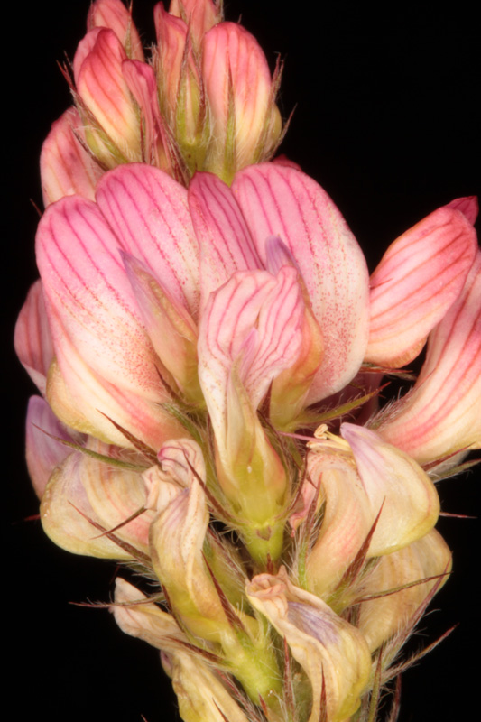 Fabacées - Onobrychis sp (Sainfoin) - red 2.jpg