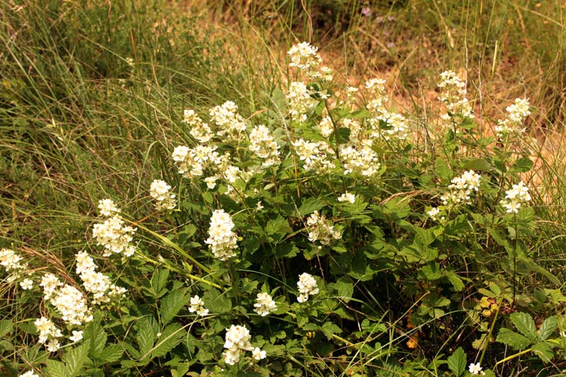 Rosacées - Rubus sp (Ronce) - Sud Aubrac red 2.jpg