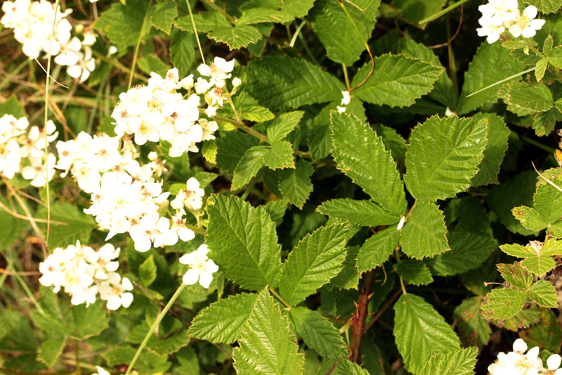Rosacées - Rubus sp (Ronce) - Sud Aubrac red 3.jpg