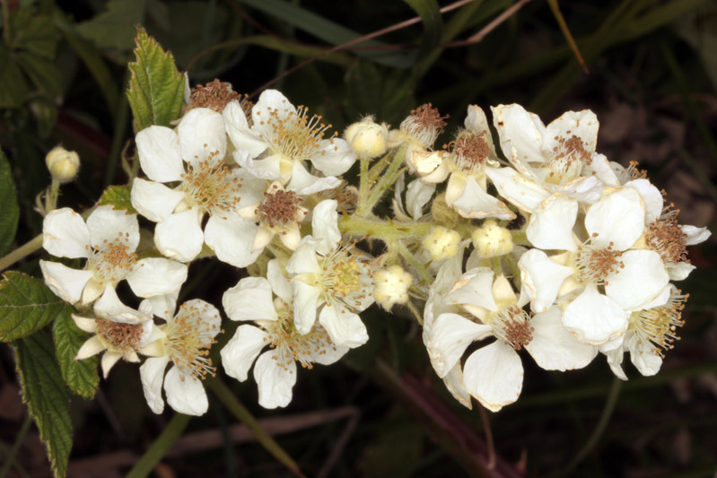 Rosacées - Rubus sp (Ronce) - Sud Aubrac red 4.jpg
