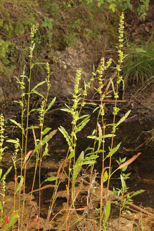 Polygonacées - Rumex sp red 1.jpg