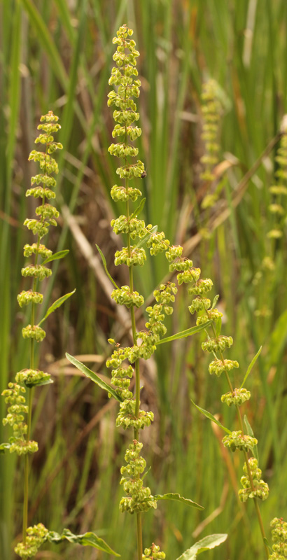 Polygonacées - Rumex sp red 2.jpg