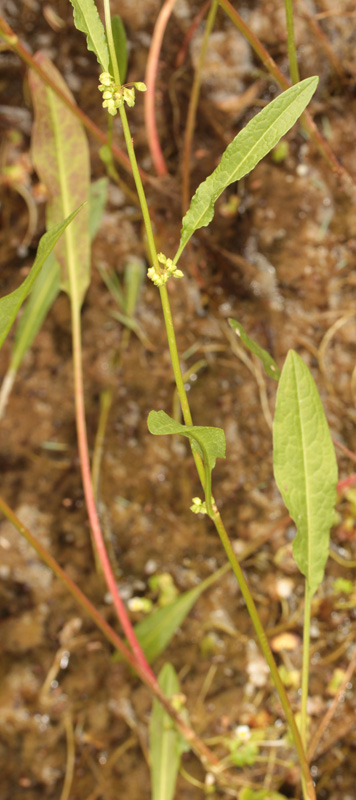 Polygonacées - Rumex sp red 3.jpg