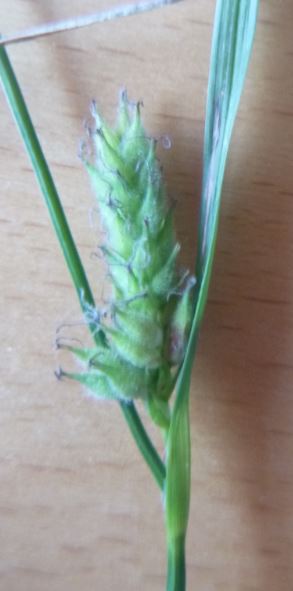 Carex_zoom.JPG