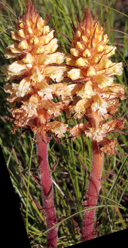 Orobanchacées - Orobanche X1 - red 1.jpg
