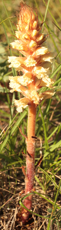 Orobanchacées - Orobanche X1 - red 2.jpg