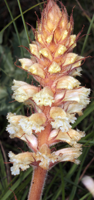 Orobanchacées - Orobanche X1 - red 3.jpg