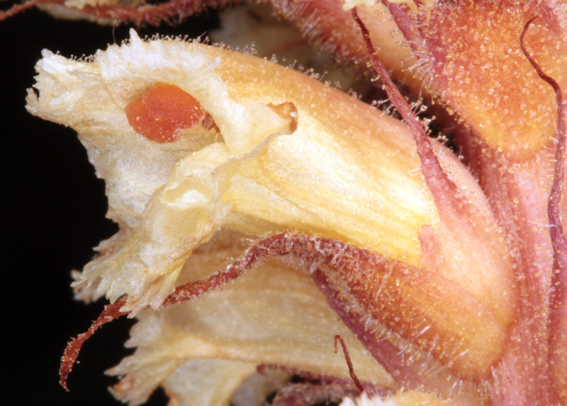 Orobanchacées - Orobanche X1 - red 4.jpg