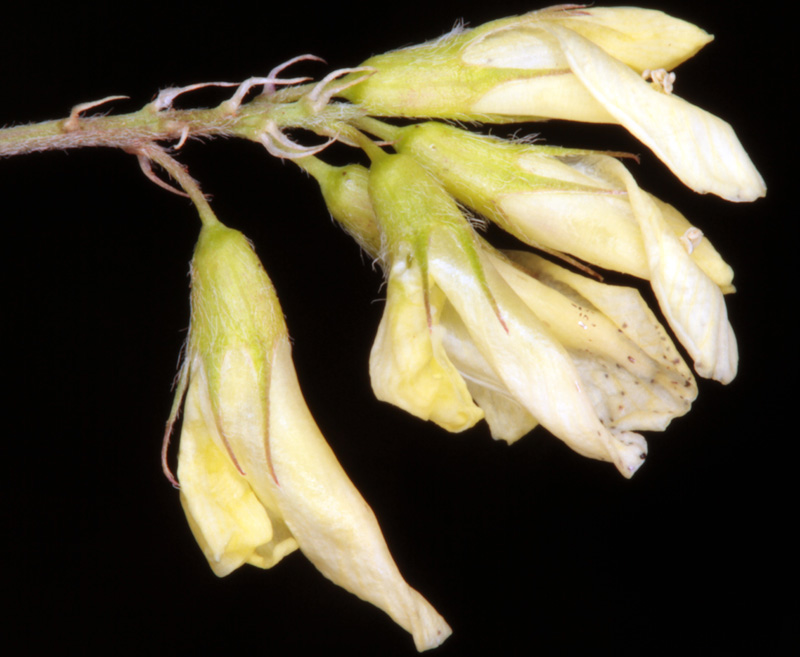 Fabacées - Medicago sativa ssp falcata (Luzerne à fruits en faux) - red 2.jpg