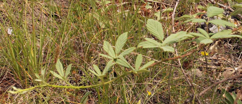 Rosacées - Rubus canescens red.jpg