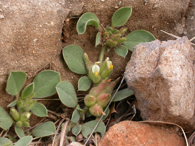 Anthyllis tetraphylla pl..jpg