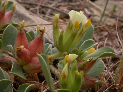 Anthyllis tetraphylla f.fl.fr..jpg