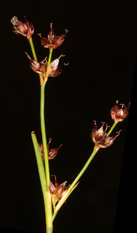 Juncacées - Juncus sp1 - Vosges red 3.jpg