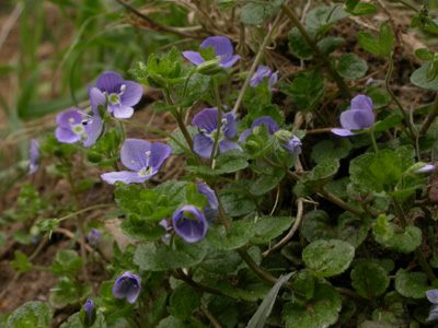 Veronica filiformis pl.1.jpg