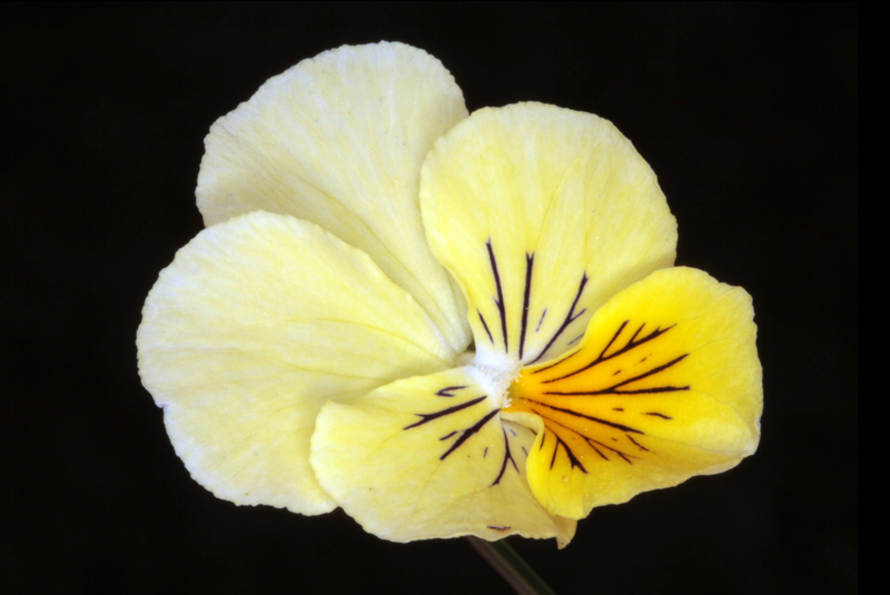 Viola lutea red 1.jpg