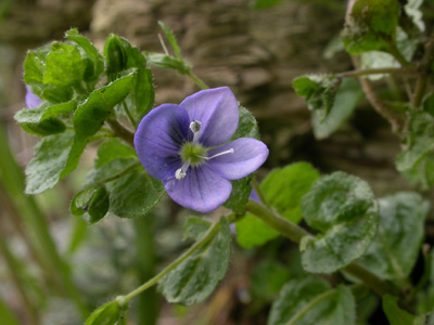 Veronica filiformis f.fl.4.jpg