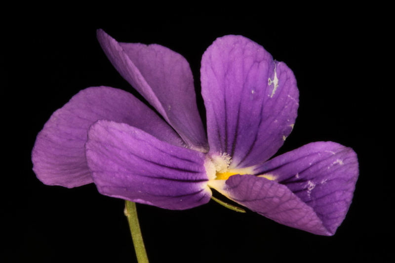 Viola lutea red 4.jpg